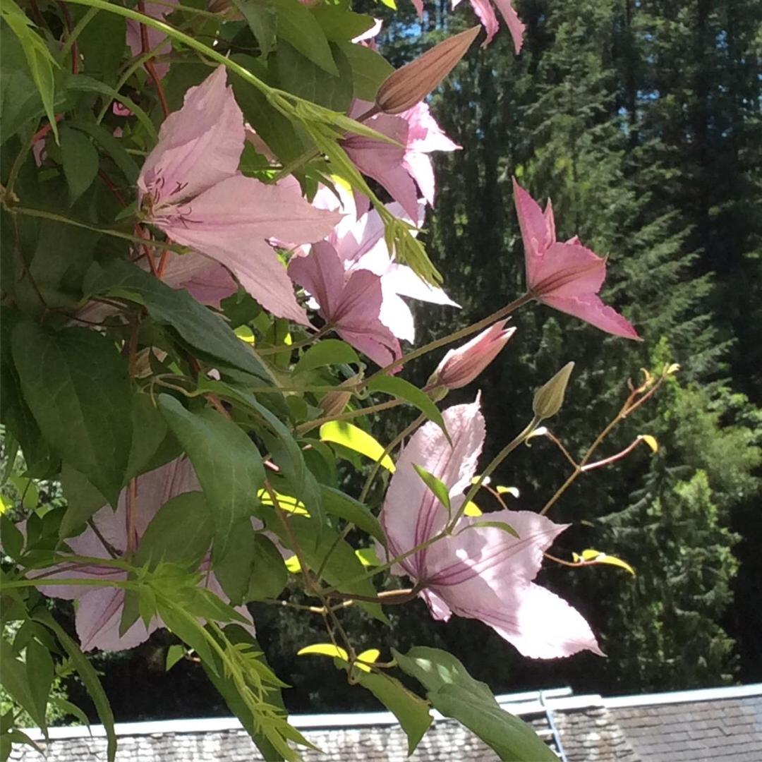 Meymac Le Moulin Des Farges Bed & Breakfast エクステリア 写真
